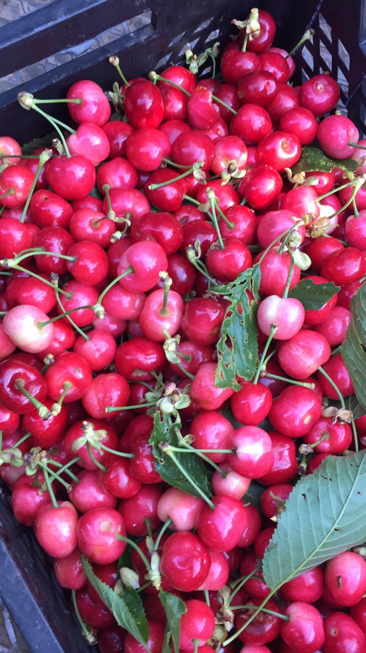 Organic Farms – 100% Organic